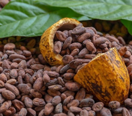 El Cacao: Entre la Crisis y la Oportunidad